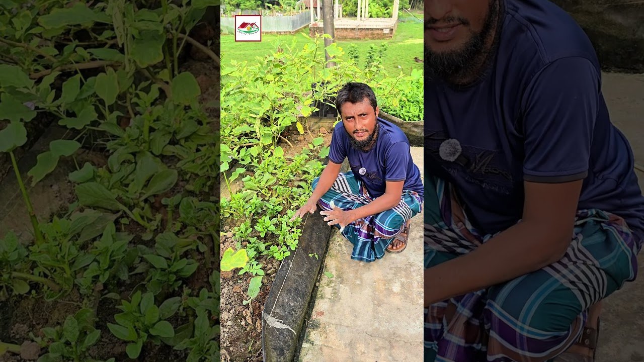 শাবানের পানি গাছের রোগের কার্যকর ওষুধ পরাকৃতিক উপায় | Siraj Tech