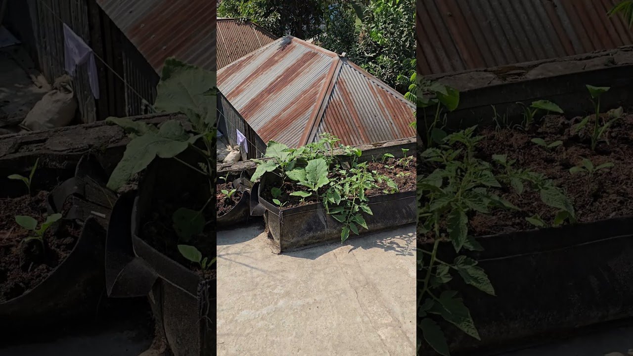 #sirajtech #gardeningtips #ছাদবাগান #garden #gardening