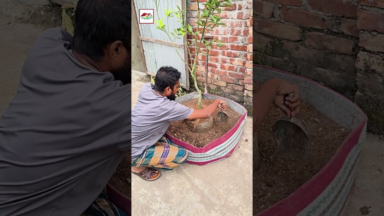 রান্নাঘরের অতিরিক্ত ময়লা দিয়ে বানান গাছের জন্য প্রাকৃতিক জৈব সার 🌿 | Kitchen Waste Compost | Sira