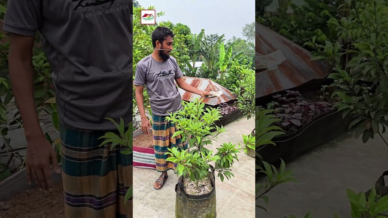 ফলের বেডে একসাথে সবজি চাষ করবেন কিভাবে ফল ও সবজি একসাথে চাষ পদ্ধতি | Siraj Tech