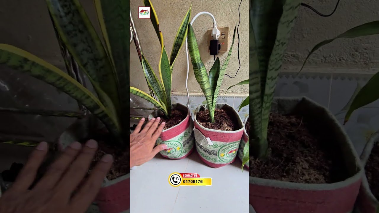 Geo Bag এ কি Indoor Plant লাগানো যায়? 🪴 | পানি কি ফ্লোরে পড়ে? | Siraj Tech Gardening Tips