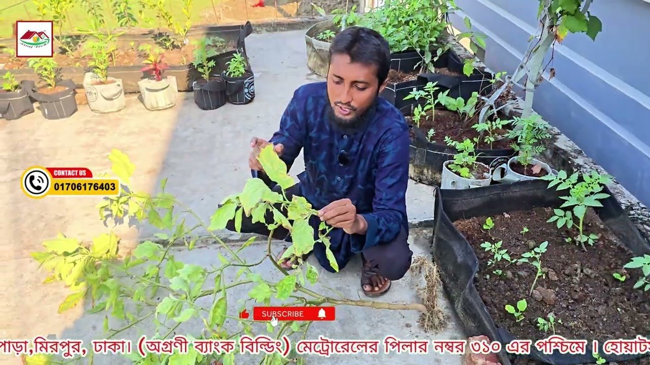 বেগুন গাছে মিলিবাগ? 😟 ঘরোয়া উপায়ে দমন করুন সহজেই | Siraj Tech Gardening Tips