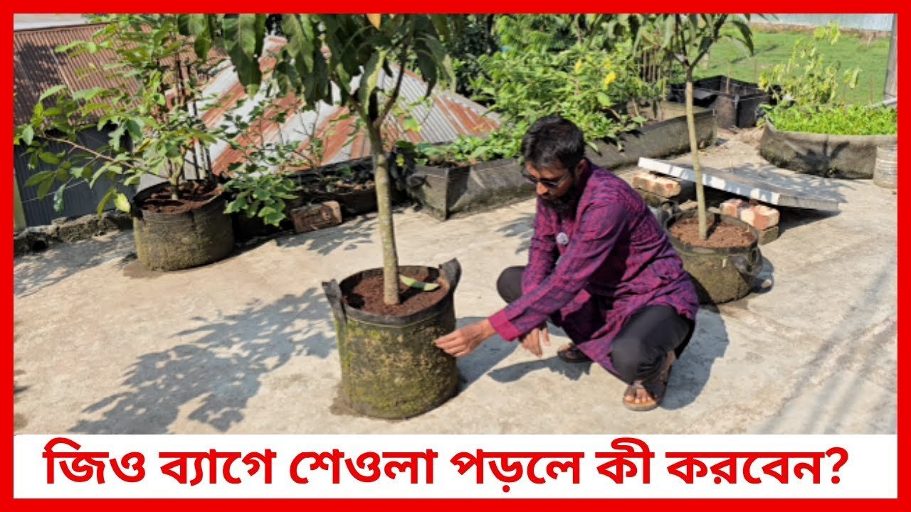 জিও ব্যাগে শেওলা পড়লে কী করবেন? 🌿 | Geo Bag Maintenance Tips | Siraj Tech