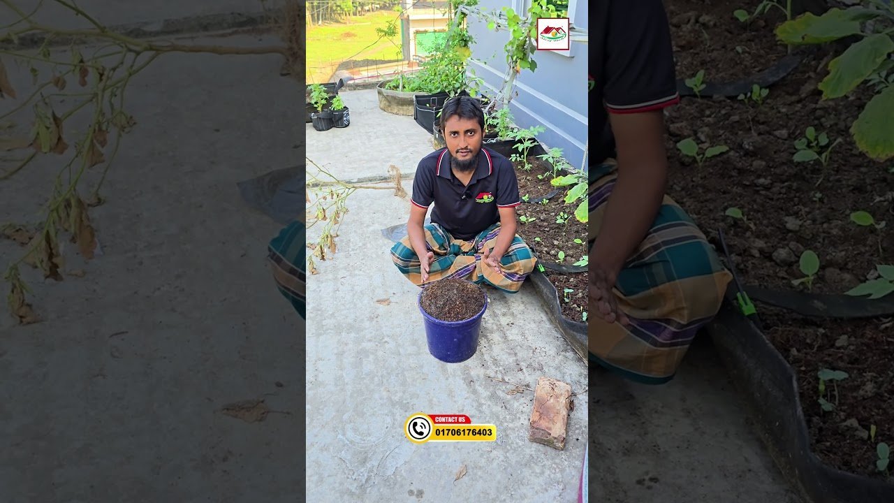 সরিষার খৈল ভিজানোর সঠিক নিয়ম ও সময়