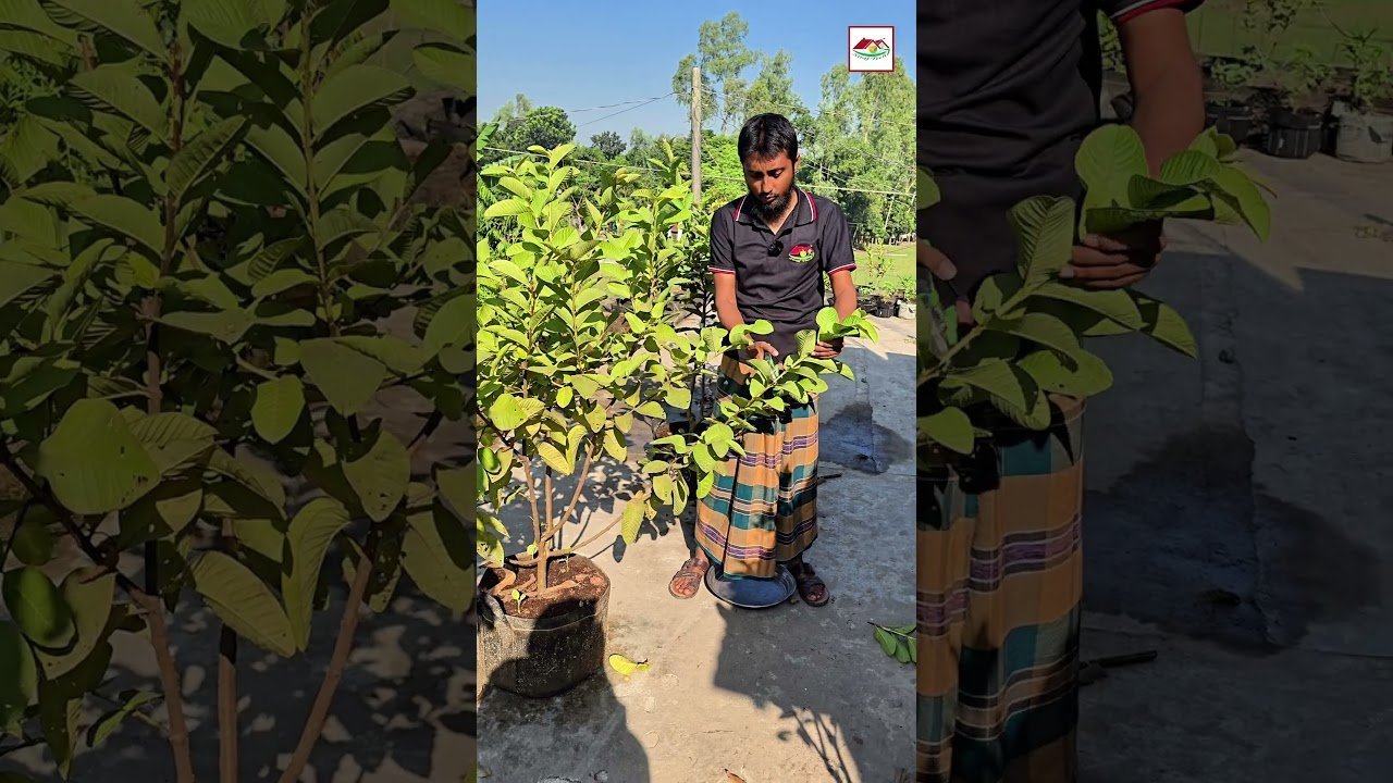 ছাদ বাগানের গাছ কাটিং করবেন কেন? 🌿 | Rooftop Gardening Tips | Siraj Tech