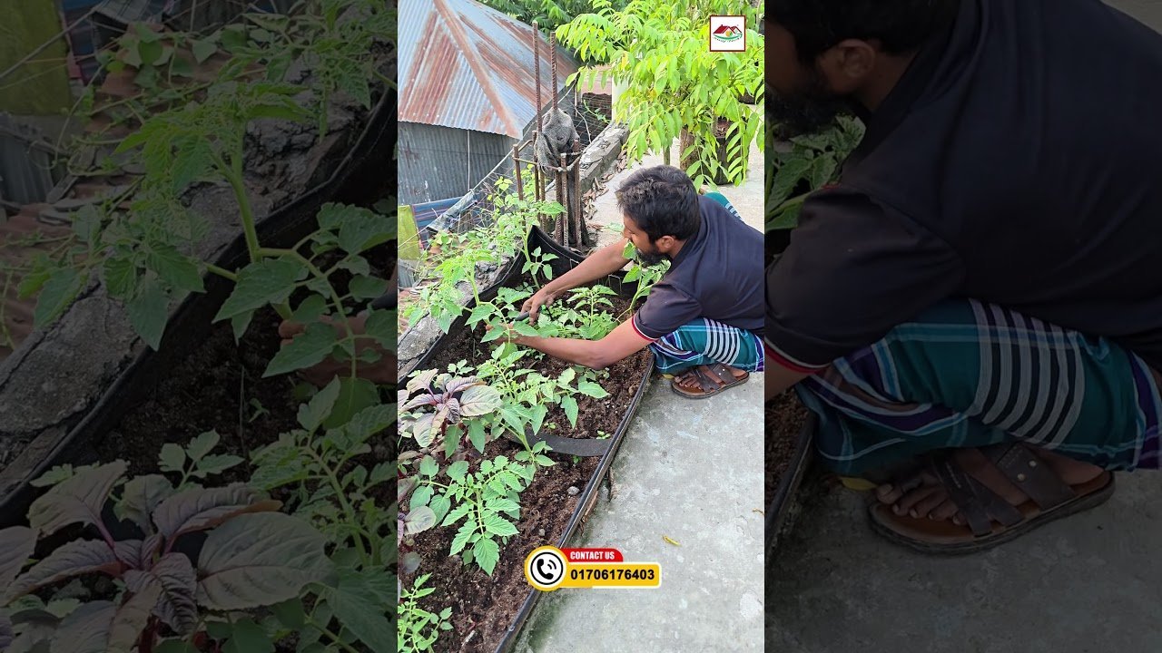 টমেটো গাছে ফলন বাড়ানোর টেকনিক শিখুন এখনই 🍅 | Tomato Yield Boost Tips | Siraj Tech