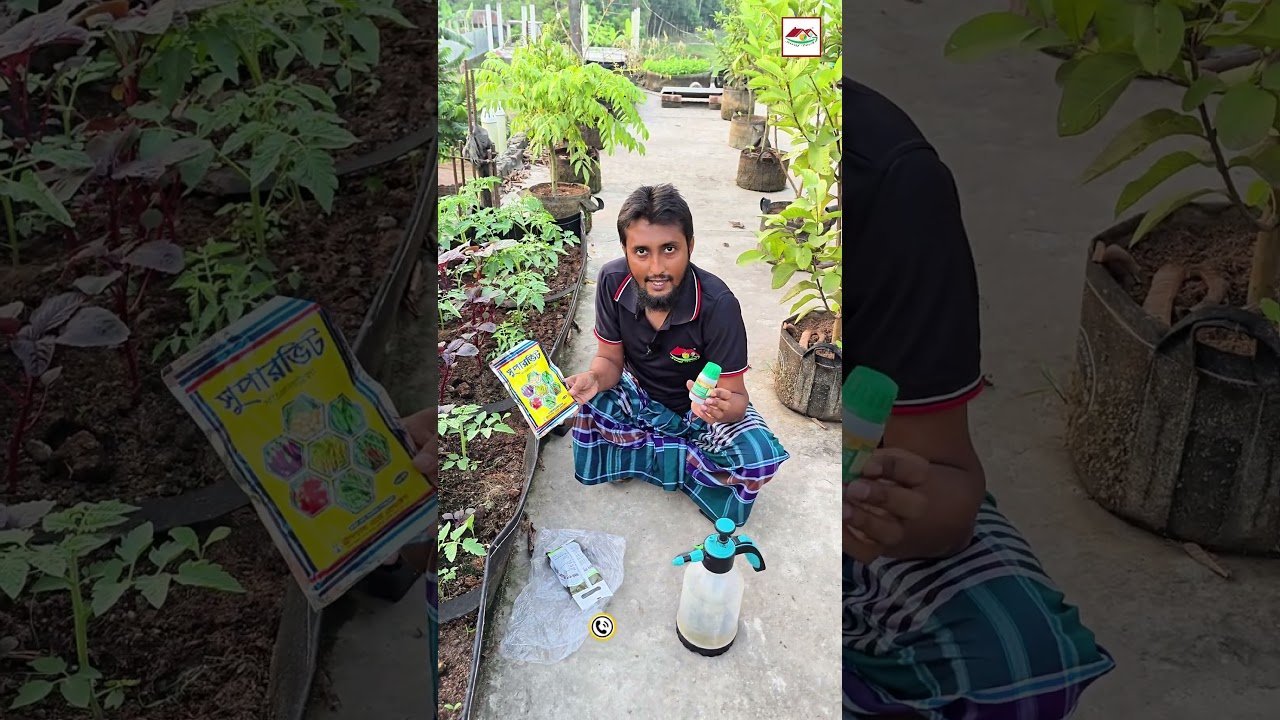 গাছের স্বাস্থ্য ভালো রাখার জন্য কী ব্যবহার করবেন? 🌱 | Plant Care Tips | Siraj Tech