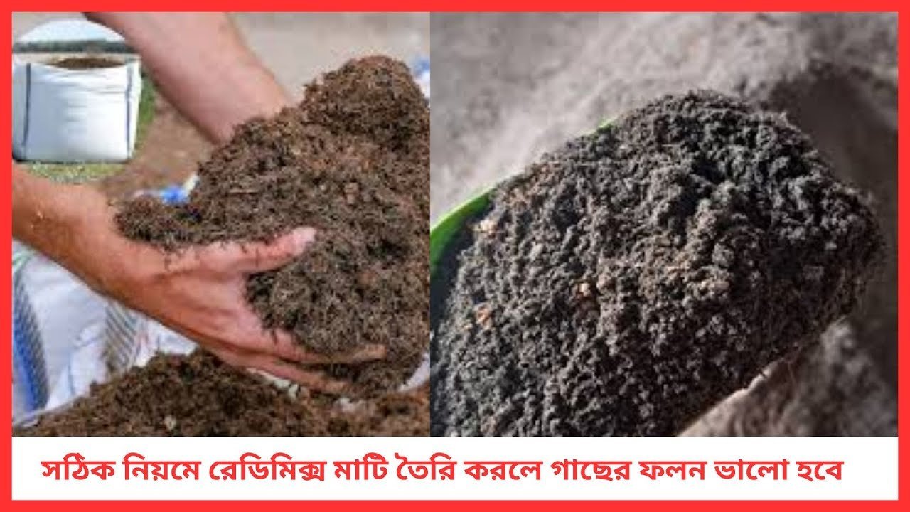 সঠিক নিয়মে রেডিমিক্স মাটি তৈরি করলে গাছের ফলন ভালো হবে