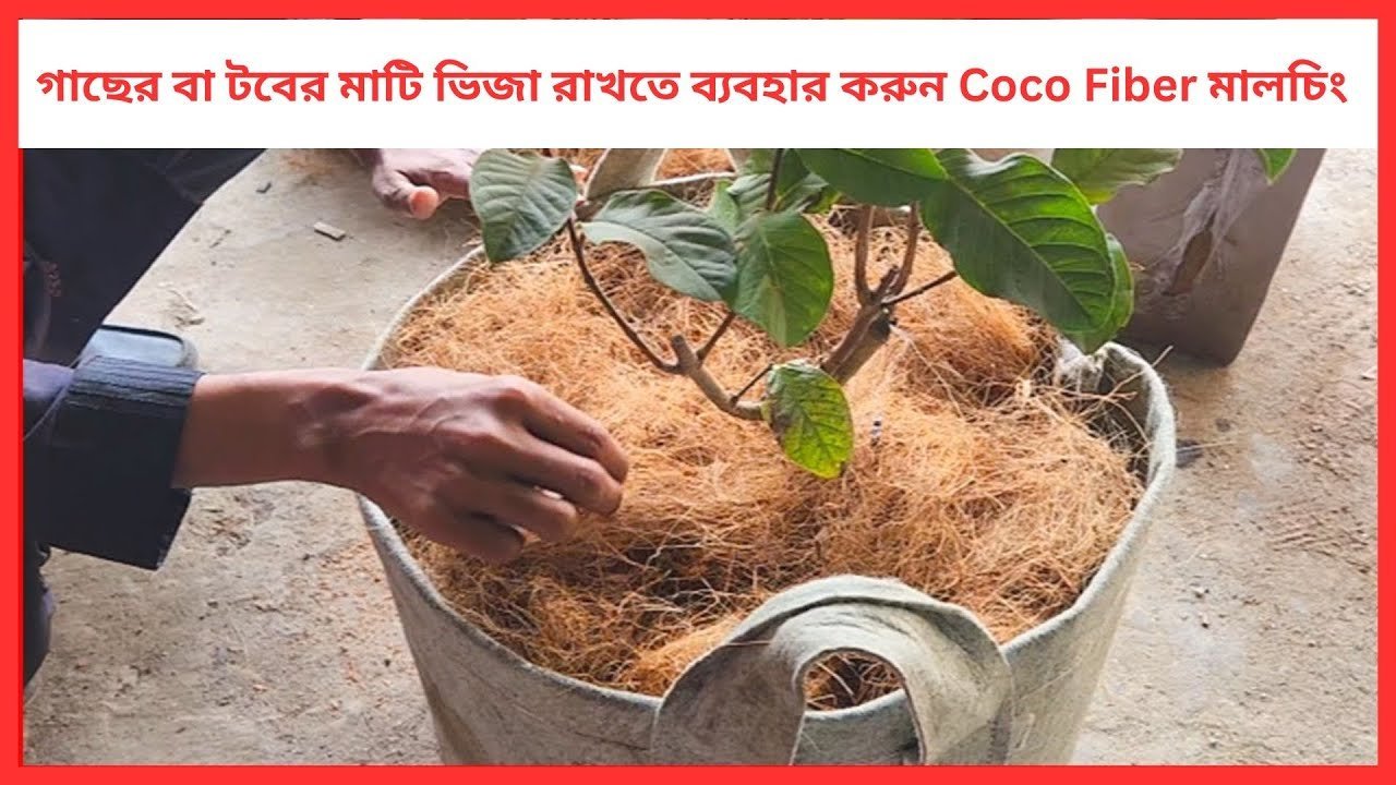 গাছের বা টবের মাটি ভিজা রাখতে ব্যবহার করুন Coco Fiber মালচিং