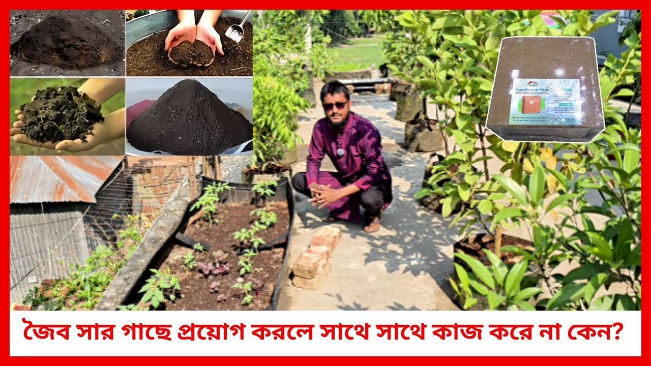জৈব সার গাছে প্রয়োগ করলে সাথে সাথে কাজ করে না কেন?