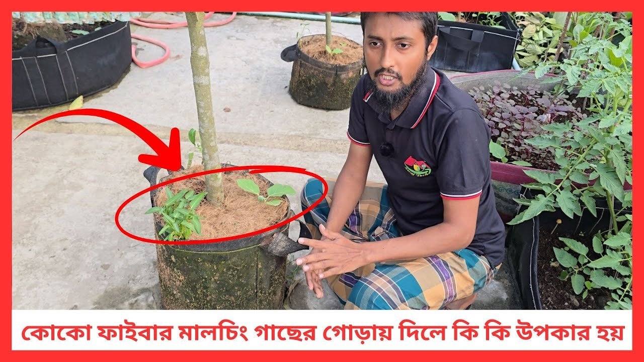 কোকো ফাইবার মালচিং গাছের গোড়ায় দিলে কি কি উপকার হয়? 🌿 | Siraj Tech Gardening Tips