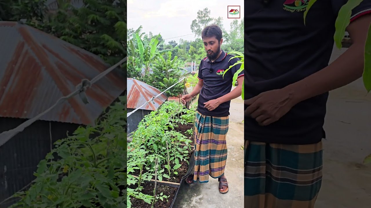 টমেটো গাছের ফলন বৃদ্ধির জন্য একটি কার্যকারী টিপস 🍅🌱 | Siraj Tech Gardening Tips