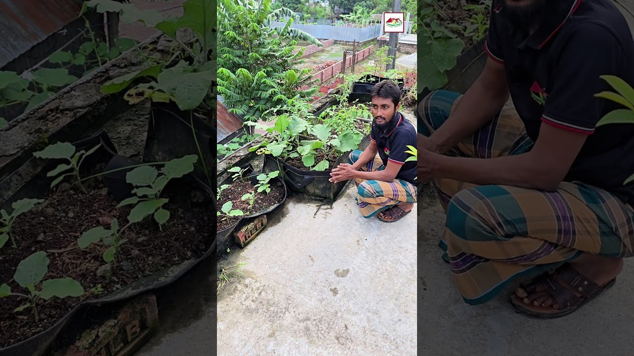 Siraj Tech Ready Mix Soil — ছাদবাগানের জন্য কি সত্যিই ভালো? 🌱 | Full Review