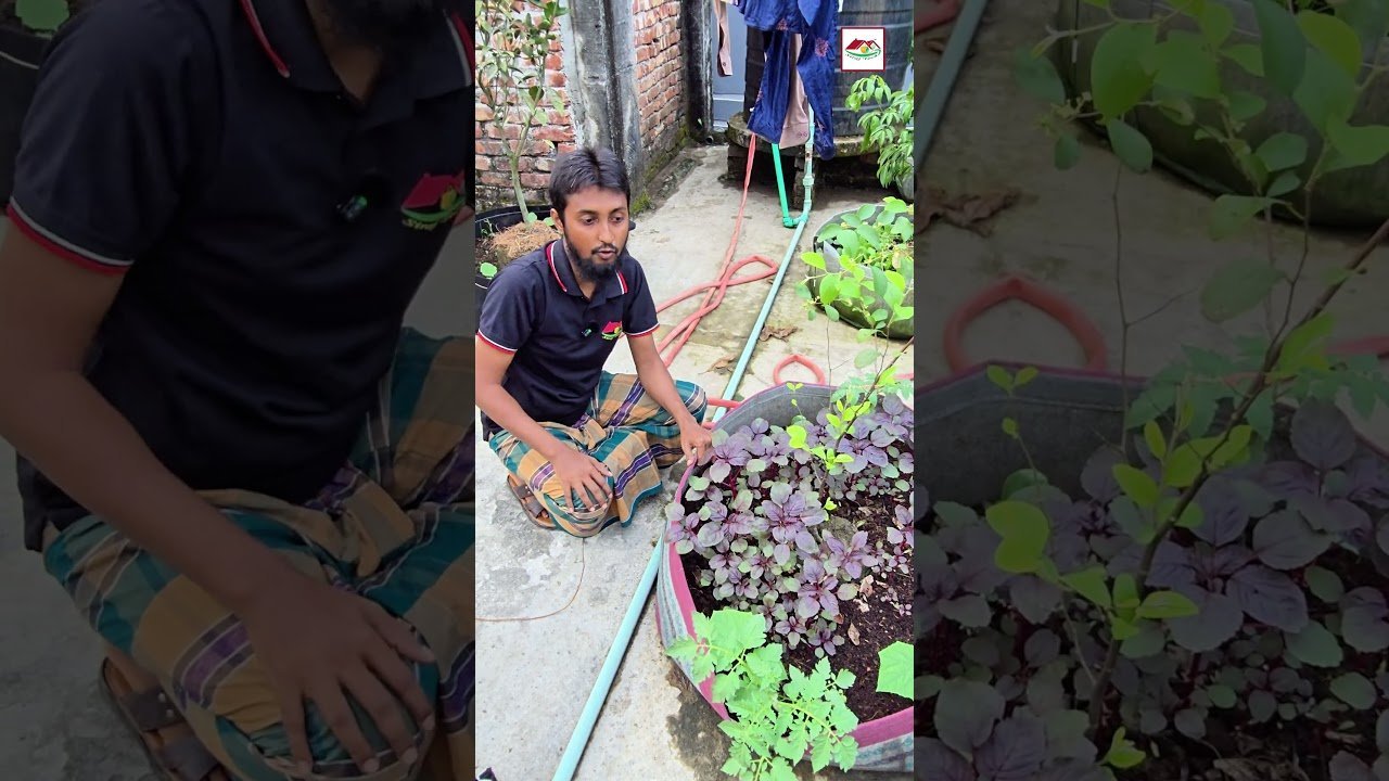 সবজি বেডে কেন ফল গাছ লাগাবেন? | জানুন অসাধারণ সব সুবিধা