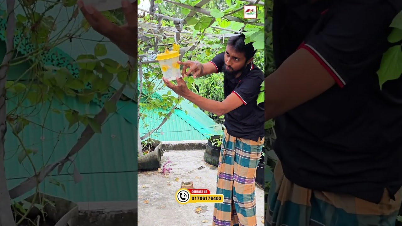 ফল গাছে মাছিতে ফুল ফোটানো সমস্যা? সহজ সমাধান দেখুন 🍋🌼 | Siraj Tech Gardening Tips