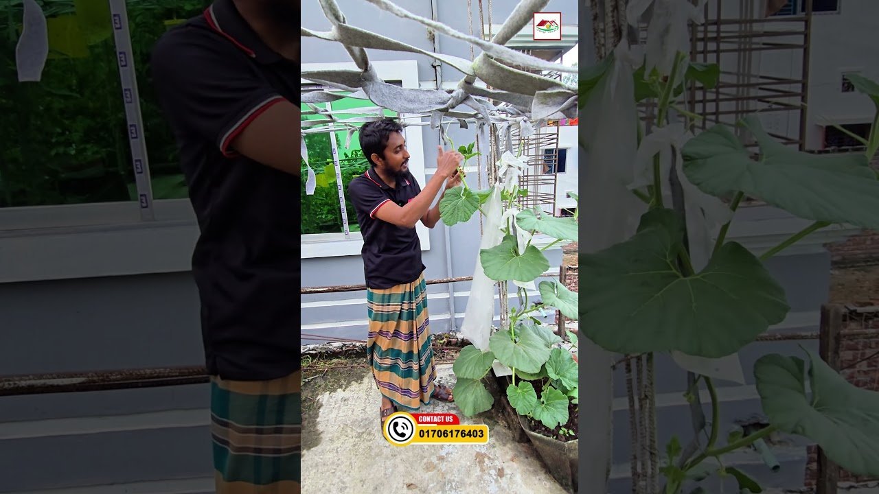 লাউ গাছের ১জি ও ২জি কাটিং করার সঠিক নিয়ম | বেশি ফল পেতে অবশ্যই দেখুন 🍃