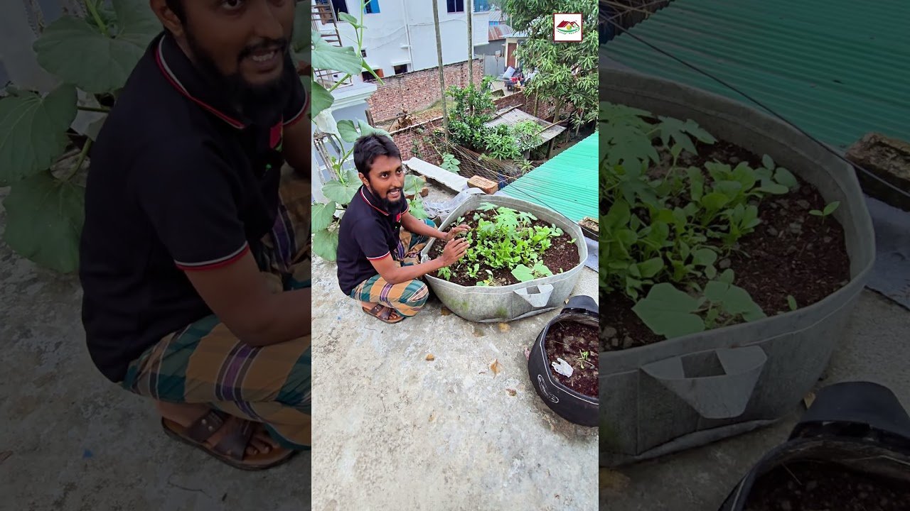 সবজি বেডে কেন ফলের গাছ লাগাবেন? জানুন এর উপকারিতা 🍃 | Siraj Tech Gardening Tips