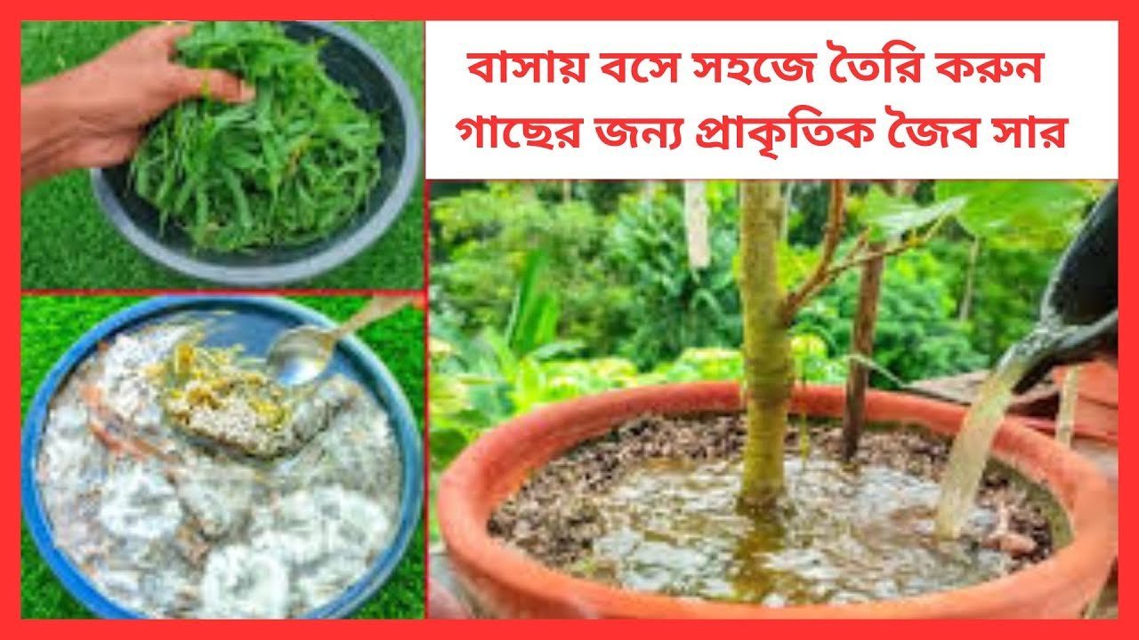 বাসায় বসে সহজে তৈরি করুন গাছের জন্য প্রাকৃতিক জৈব সার 🌿 | Siraj Tech Gardening Tips