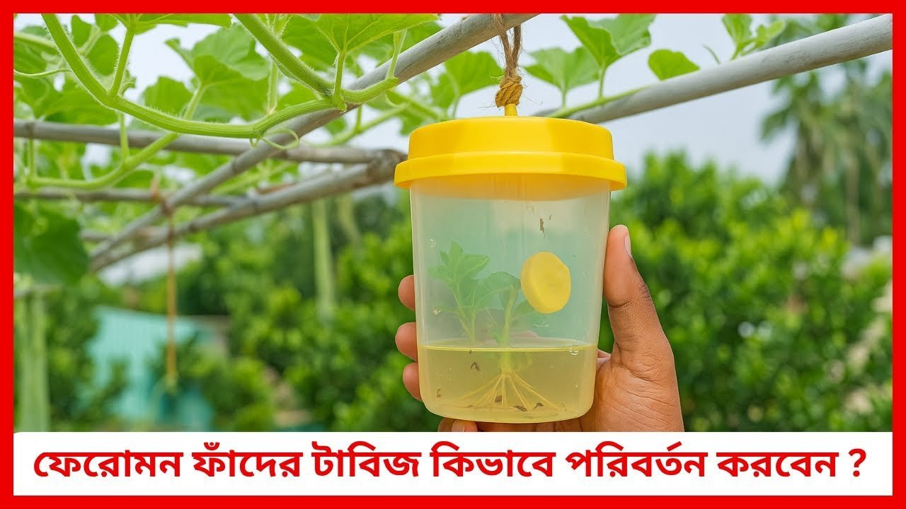 ফেরোমন ফাঁদের ট্যাবিজ কিভাবে পরিবর্তন করবেন 🪲 | সঠিক পদ্ধতিতে পোকা দমন | Siraj Tech